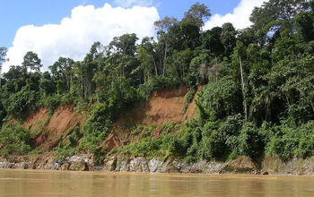 Tropical forests like this one in Peru may take up more carbon than northern temperate forests.